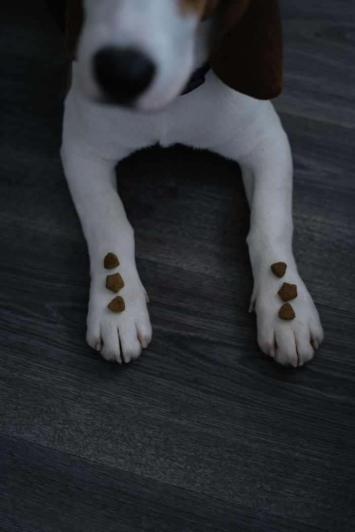 A beagle dog patiently holds treats on its paws, showcasing discipline and focus.