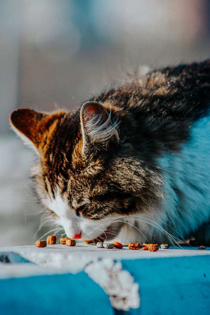 A domestic cat enjoys its meal outdoors in natural light, capturing a serene moment of animal life.