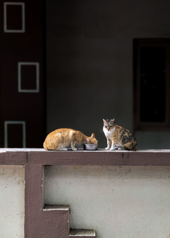 Two cats perched on a wall, one eating from a bowl, urban setting.