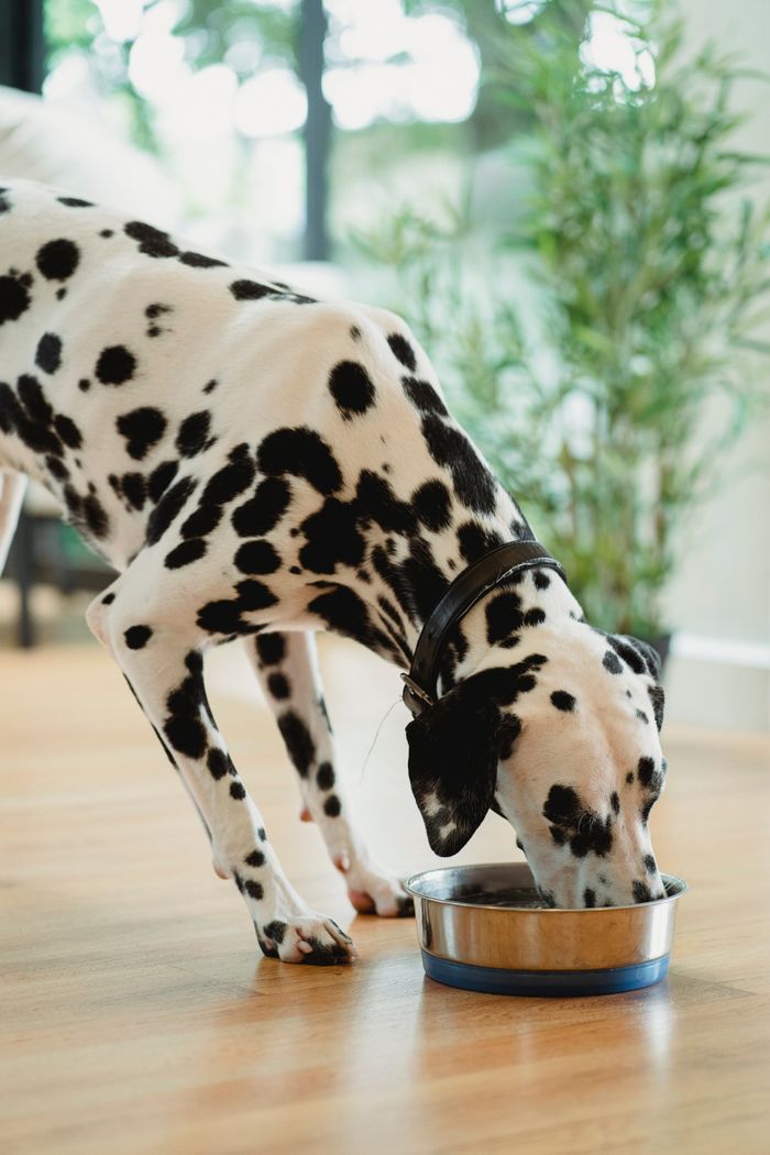 Spotted Dalmatian dog eating from a metal bowl indoors on a wooden floor.
