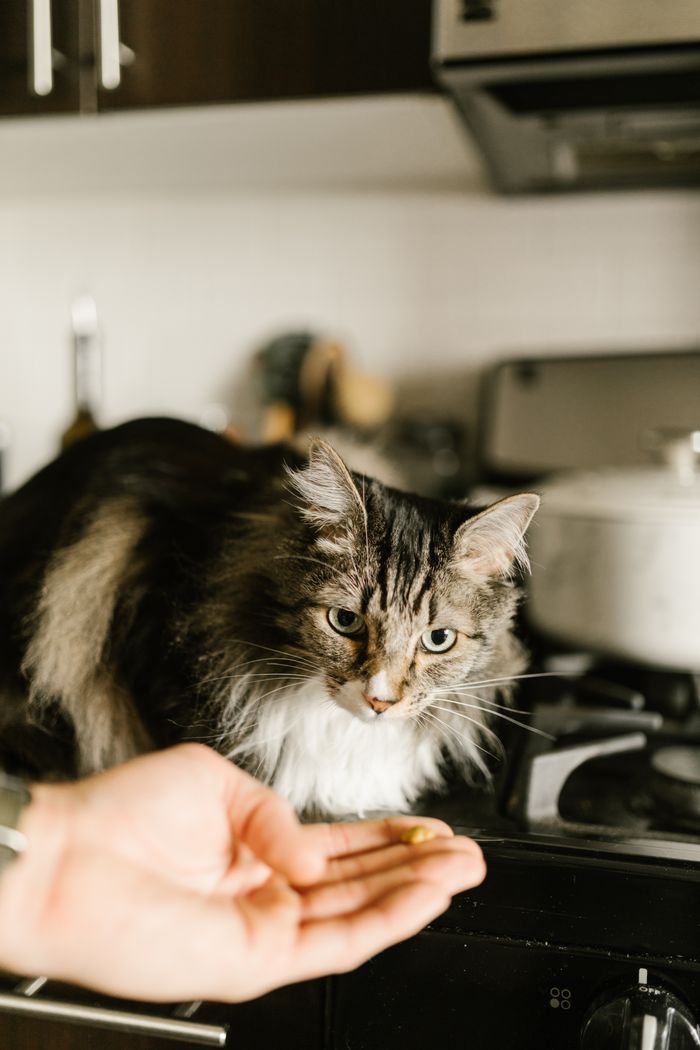 A Maine Coon cat being fed by hand in a cozy kitchen setting.